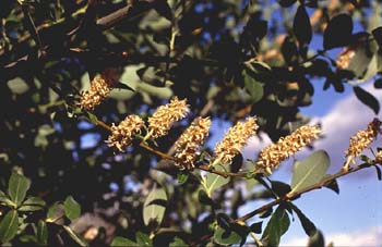 Sauce cabruno - Frutos (Salix caprea)