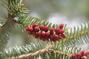 Abeto pinsapo - Flores masc. (Abies pinsapo)