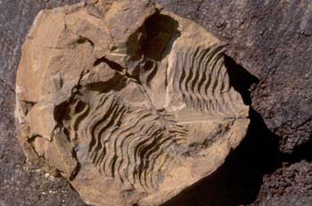 Calymene tristani (Trilobites) Ordovícico