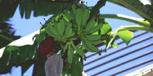 Platanera (Musa acuminata)