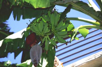 Platanera (Musa acuminata)