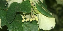 Tilo plateado (Tilia tomentosa)