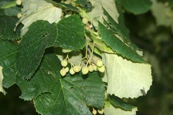 Tilo plateado (Tilia tomentosa)