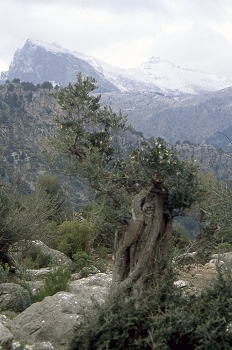 Mallorca. Vista general de la sierra