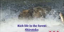 Rich life in the forest: The Shiretoko Peninsula in Hokkaido: UNESCO Culture Sector