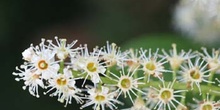 Lauroceraso - Flor (Prunus laurocerasus)