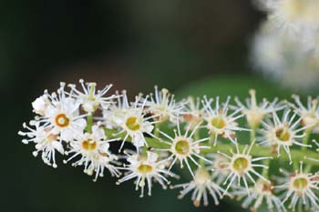 Lauroceraso - Flor (Prunus laurocerasus)