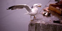 Gaviota patiamarilla (Larus cachinnans)