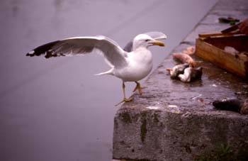 Gaviota patiamarilla (Larus cachinnans)