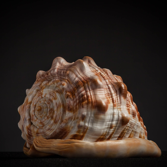 IES_CARDENALCISNEROS_CONCHAS_166