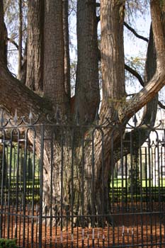 Ahuehuete o Ciprés Calvo - Tronco (Taxodium mucronatum)