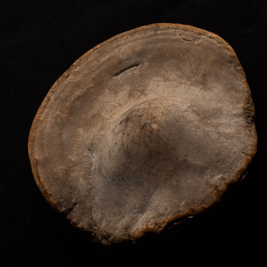 IES_ISABELLACATOLICA_BIOLOGIA_524