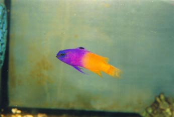 Hada real (Gramma loreto)