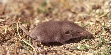 Musaraña ibérica (Sorex granarius)