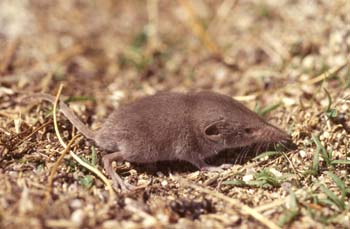 Musaraña ibérica (Sorex granarius)