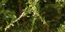 Rhamnus dahurica