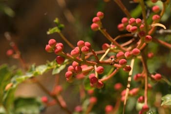 Cornicabra ó terebinto (Pistacia terebinthus)