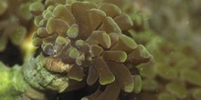 Coral (Euphylia sp.)