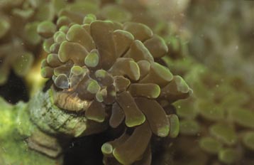 Coral (Euphylia sp.)