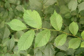 Olmo montano - Hojas (Ulmus glabra)