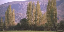 Chopo temblón - Porte (Populus tremula)