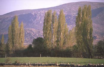 Chopo temblón - Porte (Populus tremula)