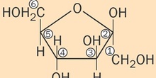 Beta-D-fructofuranosa
