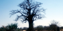 Baobab encantado, Botswana
