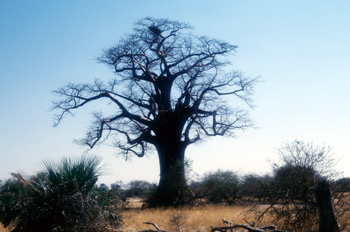 Baobab encantado, Botswana