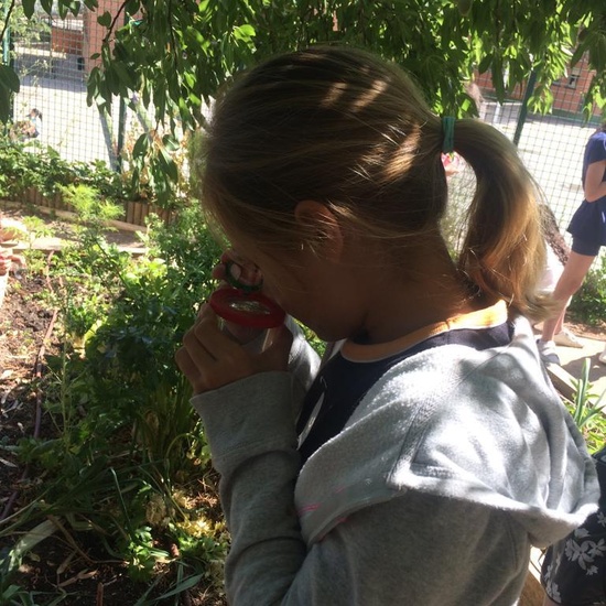 2019_06_11_4º observa insectos en el huerto_1_CEIP FDLR_Las Rozas 12