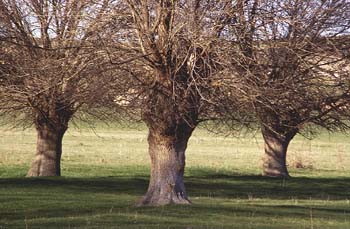Fresno de hoja estrecha - Bosque (Fraxinus angustifolia)