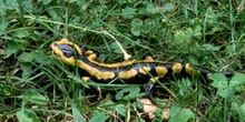 Salamandra (Salamandra salamandra)