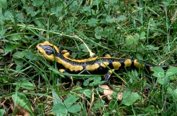 Salamandra (Salamandra salamandra)