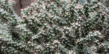 Neolloyydia horripilla