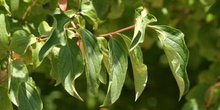 Cornejo (Cornus sanguinea)