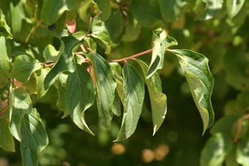 Cornejo (Cornus sanguinea)