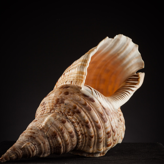 IES_SANISIDRO_BIOLOGIA_446