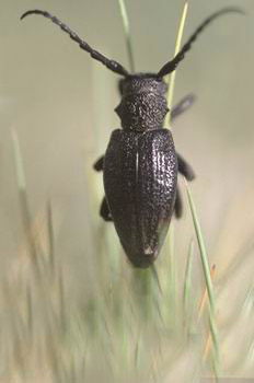 Longicornio zapador (Dorcadion castilianum)