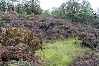 Bosque de helechos y cacaotillo, Ecuador