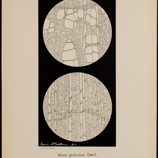 IES_CARDENALCISNEROS_BOTÁNICA_II_LÁMINAS_063