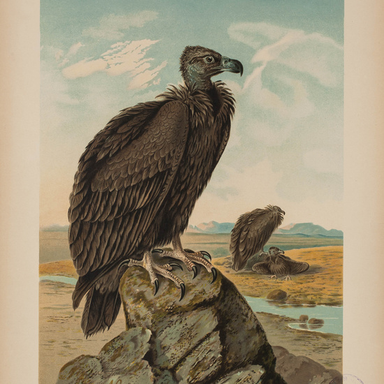 IES_CARDENALCISNEROS_AVES_LAMINAS_214