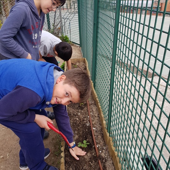 5º PLANTA EN EL HUERTO_CEIP FDLR_LAS ROZAS 8