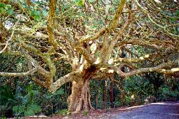 árbol endémico, Isla norte, Nueva Zelanda