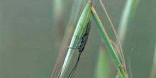 Longicornio de la avenilla (Calamobius filum)