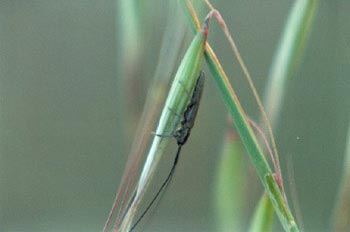 Longicornio de la avenilla (Calamobius filum)