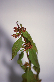 Frutos de la dulcamara