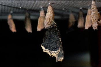 Antiopa - Imago (Nymphalis antiopa)