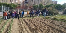 1º de Primaria_Plantamos garbanzo  8