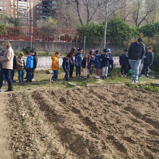 1º de Primaria_Plantamos garbanzo  8