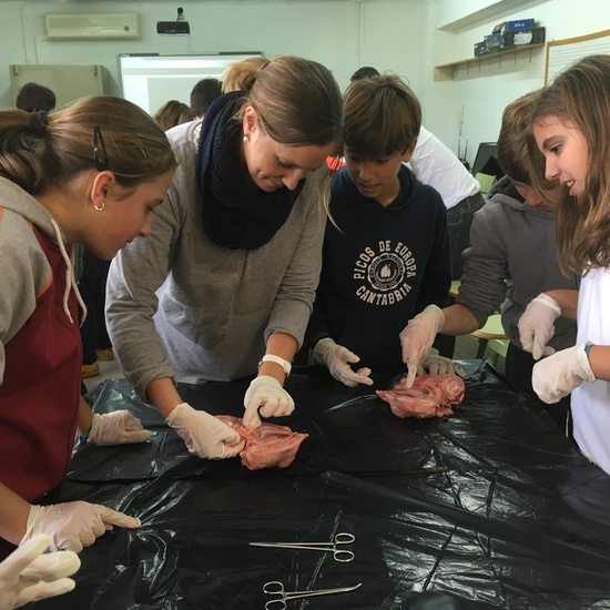 2016-11-09_DISECCION OJO CORDERO (14)